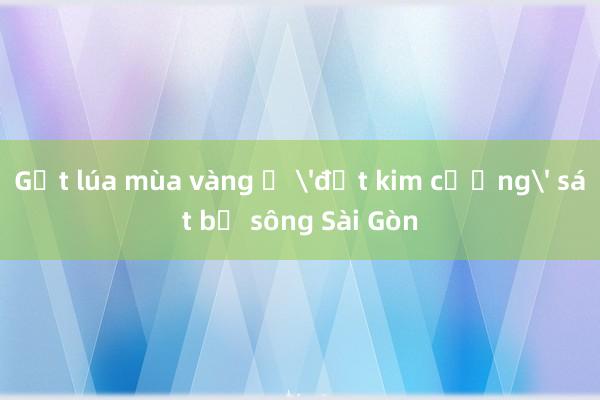 Gặt lúa mùa vàng ở 'đất kim cương' sát bờ sông Sài Gòn